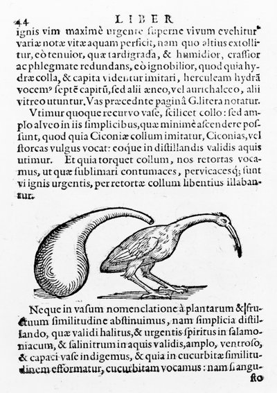 Flacon et ibis, illustration de De distillatione par Giambattista della Porta, publié en 1610 - Giambattista della Porta